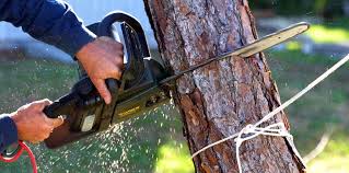 Mulching Services in Pirtleville, AZ