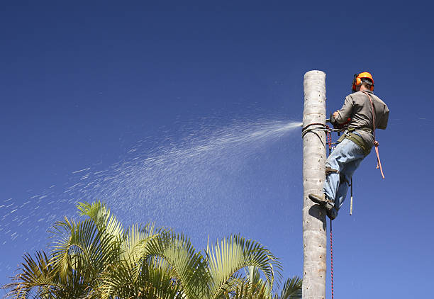 Best Tree Mulching  in Pirtleville, AZ