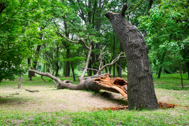 Best Lawn Renovation and Restoration  in Pirtleville, AZ