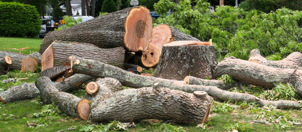Reliable Pirtleville, AZ Tree Care Solutions