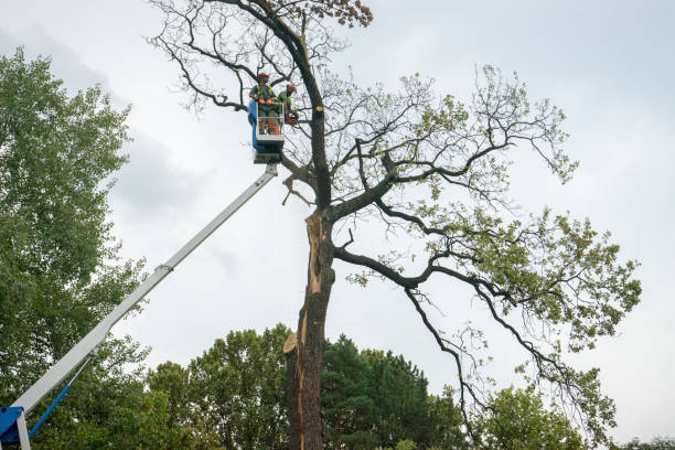 Best Stump Grinding and Removal  in Pirtleville, AZ