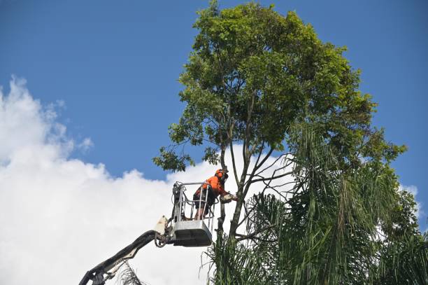 How Our Tree Care Process Works  in  Pirtleville, AZ