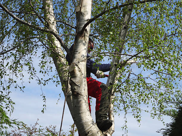 Best Tree and Shrub Care  in Pirtleville, AZ