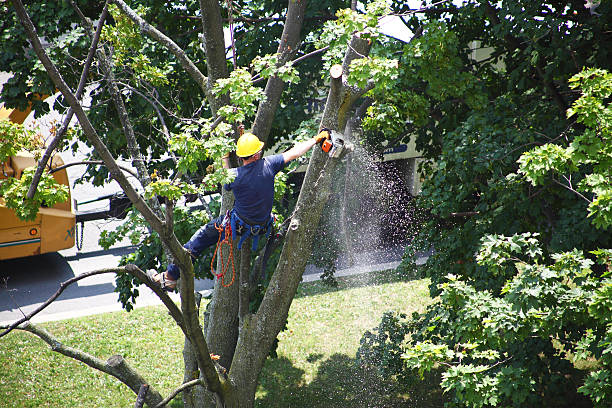  Pirtleville, AZ Tree Care Pros