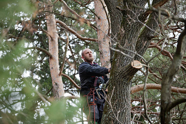 Best Tree Risk Assessment  in Pirtleville, AZ