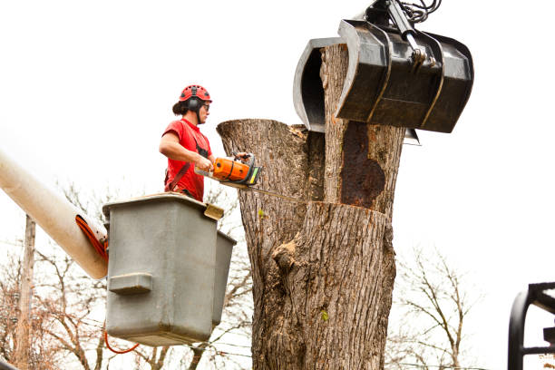 Best Tree Cabling and Bracing  in Pirtleville, AZ