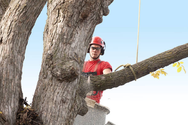 Best Tree Removal  in Pirtleville, AZ